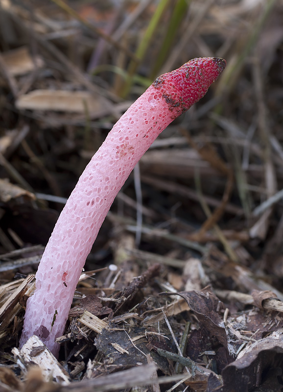 Mutinus ravenelii